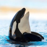 Whale Whale